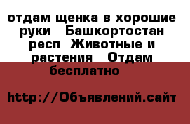 отдам щенка в хорошие руки - Башкортостан респ. Животные и растения » Отдам бесплатно   